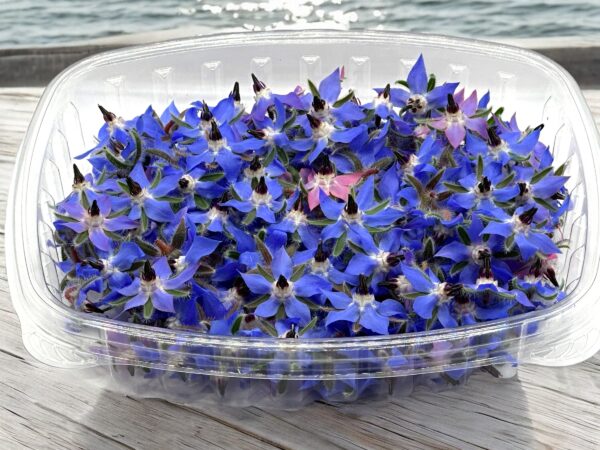 bourrache-fleur comestible-arrangement-fleur bleue